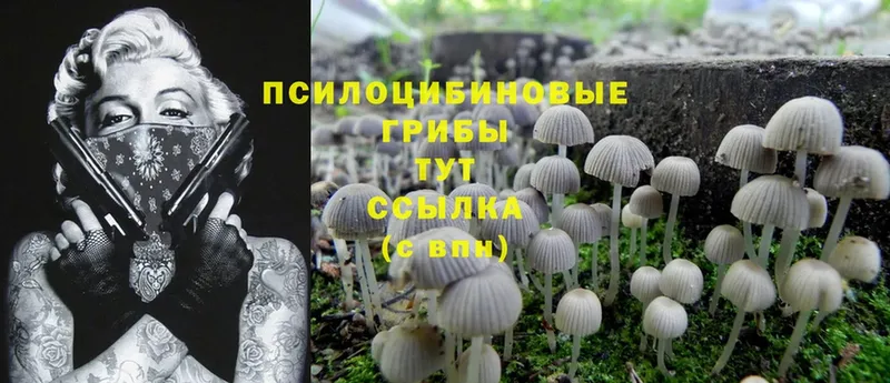 где можно купить   Серпухов  Псилоцибиновые грибы Cubensis 